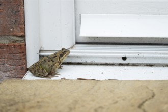 Common frog (Rana temporaria) adult amphibian on a house door step in spring, England, United