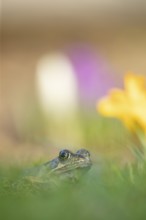 Common frog (Rana temporaria) adult amphibian amongst garden crocus flowers in spring, England,