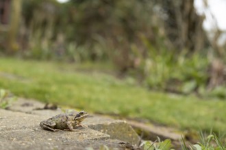 Common frog (Rana temporaria) adult amphibian in a garden in spring, England, United Kingdom