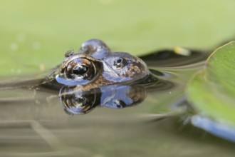 Common frog (Rana temporaria) adult amphibian on the water surface of a garden pond amongst water