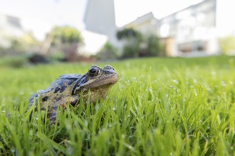Common frog (Rana temporaria) adult amphibian on a garden grass lawn in summer, England, United