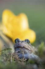 Common frog (Rana temporaria) adult amphibian amongst garden yellow crocus flowers in spring,