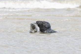 Atlantic grey seal (Halichoerus grypus) two adult animals courting in love in the sea, England,