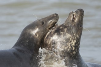 Atlantic grey seal (Halichoerus grypus) two adult animals courting in love in the sea waves on a