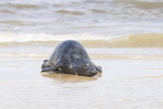 Atlantic grey seal (Halichoerus grypus) adult animal in the shallow sea on a seaside beach,