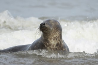 Atlantic grey seal (Halichoerus grypus) adult animal relaxing in the shallow water of the sea at a