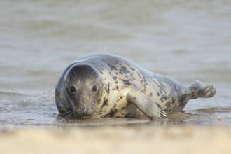 Atlantic grey seal (Halichoerus grypus) adult animal on the shoreline at a beach, England, United