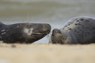 Atlantic grey seal (Halichoerus grypus) two adult animals in love on a seaside beach, England,