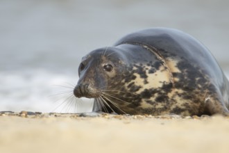 Atlantic grey seal (Halichoerus grypus) adult animal on sand of a seaside beach, England, United