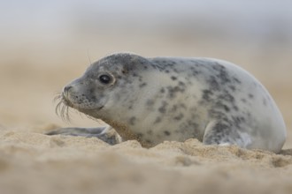 Atlantic grey seal (Halichoerus grypus) adult animal relaxing on sand of a seaside beach, England,
