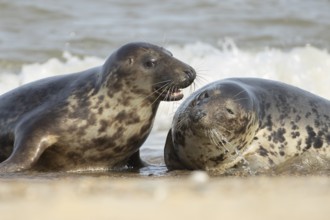 Atlantic grey seal (Halichoerus grypus) two adult animals in the sea waves on a seaside beach,