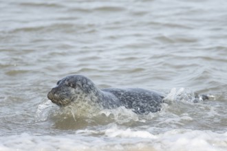 Common or harbor seal (Phoca vitulina) adult animal swimming in the sea, England, United Kingdom