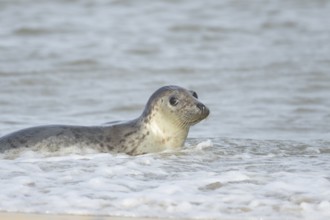 Atlantic grey seal (Halichoerus grypus) adult animal in the shallow water of the sea, England,