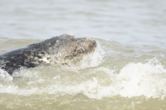 Atlantic grey seal (Halichoerus grypus) adult animal in the shallow water of a breaking wave of the