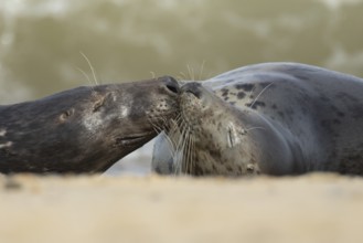 Atlantic grey seal (Halichoerus grypus) two adult animals in love kissing on a seaside beach,