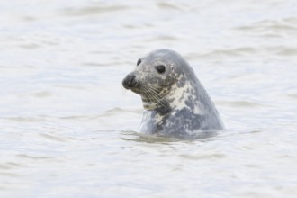 Atlantic grey seal (Halichoerus grypus) adult animal in the sea, England, United Kingdom