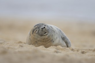 Atlantic grey seal (Halichoerus grypus) adult animal sleeping on sand of a seaside beach, England,