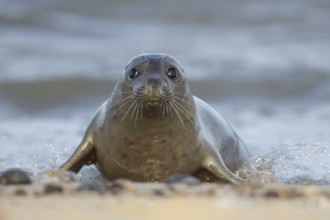 Atlantic grey seal (Halichoerus grypus) adult animal in sea waves on a beach, England, United