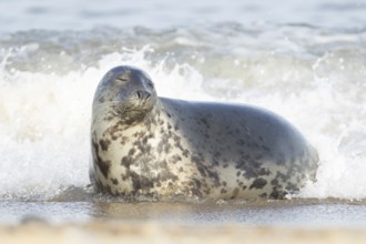 Atlantic grey seal (Halichoerus grypus) adult animal relaxing in the sea waves on a seaside beach,