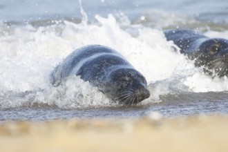 Atlantic grey seal (Halichoerus grypus) adult animal surfing in the sea waves on a seaside beach,