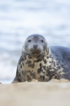 Atlantic grey seal (Halichoerus grypus) adult animal on sand of a seaside beach, England, United