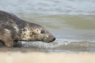 Atlantic grey seal (Halichoerus grypus) adult animal in the water of the sea, England, United