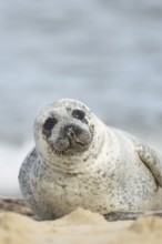 Common or harbor seal (Phoca vitulina) adult animal on sand of a seaside beach, England, United
