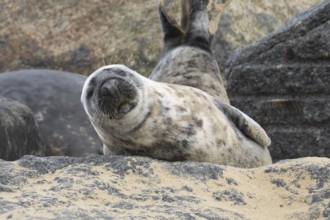Atlantic grey seal (Halichoerus grypus) adult animal resting on a rock at a beach, England, United