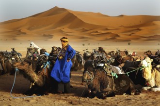A Bedouin dressed in blue stands next to camels in a sand dune landscape, Erg Chebbi, Morocco