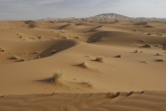 Dry sand dunes with scattered clusters of grass in Erg Chebbi, Erg Chebbi, Morocco