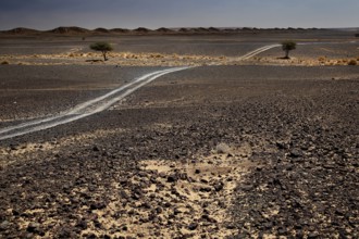 Trail leads through the rocky, dry landscape of Erfoud, Erfoud, Niger, Morocco