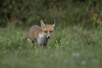 Red fox (Vulpes vulpes) juvenile baby cub animal in countryside grassland with wildflowers in
