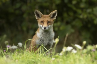 Red fox (Vulpes vulpes) adult animal in countryside grassland in summer, England, United Kingdom
