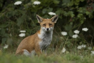 Red fox (Vulpes vulpes) adult animal in countryside grassland with wildflowers in summer, England,