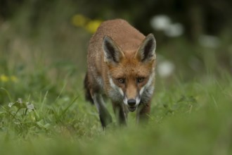 Red fox (Vulpes vulpes) adult animal in countryside grassland, England, United Kingdom