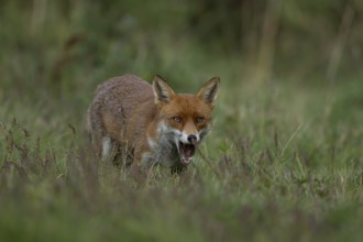 Red fox (Vulpes vulpes) adult animal in grassland, England, United Kingdom
