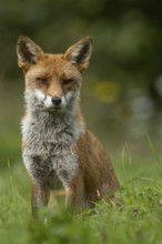 Red fox (Vulpes vulpes) adult animal in countryside grassland in summer, England, United Kingdom