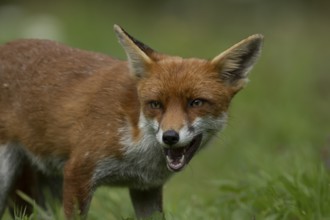 Red fox (Vulpes vulpes) adult animal in countryside grassland with its mouth open, England, United