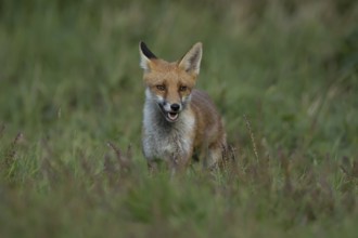 Red fox (Vulpes vulpes) juvenile baby cub animal in countryside grassland in summer, England,