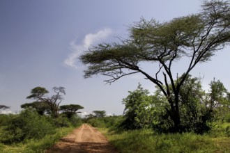 Tree savanna with a dirt track and lush vegetation, Murle, Ethiopia