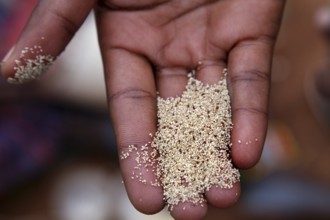 Teff grains in hand at the market in Key Afar, Key Afar, South Ethiopia, Ethiopia