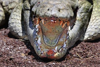 Crocodile with wide mouth showing impressive teeth and textures on an earthy surface, Chamo, Nech