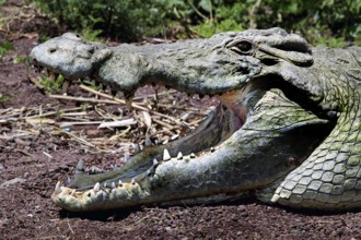 Close-up crocodile with mouth open, ready to attack, Nech Sar National Park, Ethiopia
