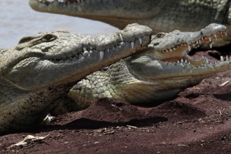 Close-up of crocodiles hissing and fighting on lakeside, Nech Sar National Park, Ethiopia