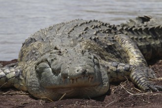 Close-up of a large crocodile on the shores of Lake Chamo, Nech Sar National Park, Ethiopia