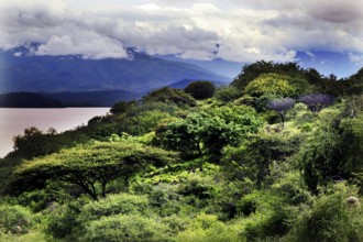 Dense forest with breathtaking mountain scenery under cloudy sky, Nech Sar National Park, Ethiopia