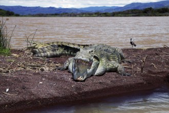 Crocodile lying on the shores of Lake Chamo with majestic landscape in the background, Nech Sar