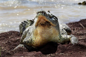 Crocodile in defensive position with wide open snout on the lakeside, Nech Sar National Park,