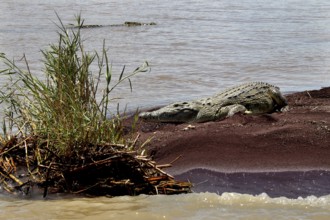 Crocodile on the shores of Lake Chamo with vegetation in the foreground, Nech Sar National Park,
