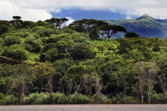 Dense forest in Nech Sar National Park against a mountainous backdrop, Nech Sar National Park,